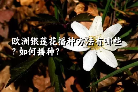 欧洲银莲花播种方法有哪些？如何播种？