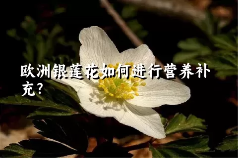 欧洲银莲花如何进行营养补充？