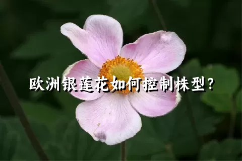 欧洲银莲花如何控制株型？