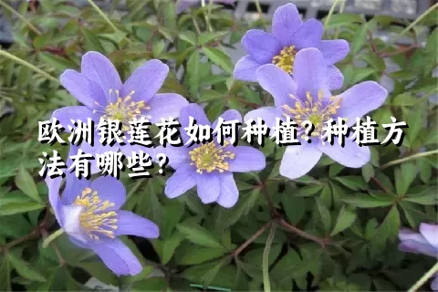 欧洲银莲花如何种植？种植方法有哪些？