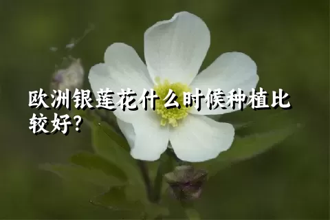 欧洲银莲花什么时候种植比较好？