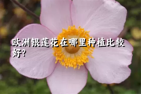 欧洲银莲花在哪里种植比较好？