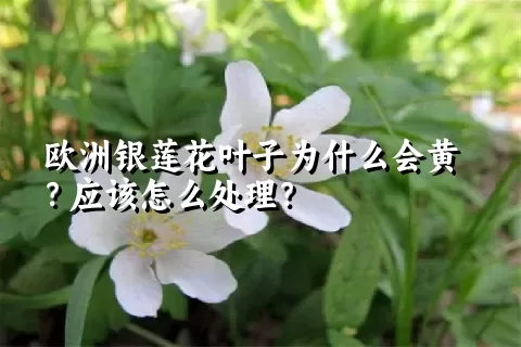 欧洲银莲花叶子为什么会黄？应该怎么处理？