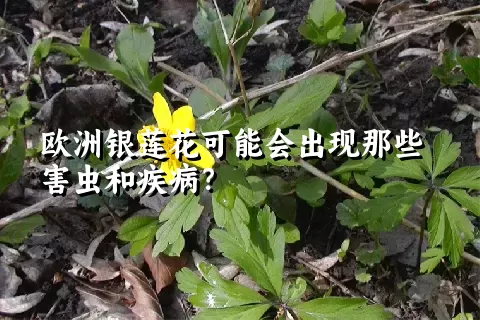 欧洲银莲花可能会出现那些害虫和疾病？