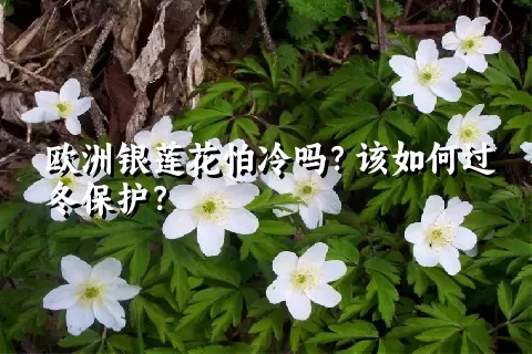 欧洲银莲花怕冷吗？该如何过冬保护？