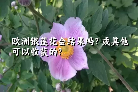 欧洲银莲花会结果吗？或其他可以收获的？