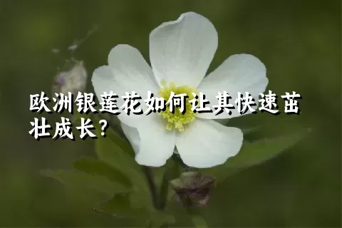 欧洲银莲花如何让其快速茁壮成长？