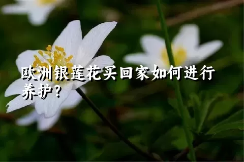 欧洲银莲花买回家如何进行养护？