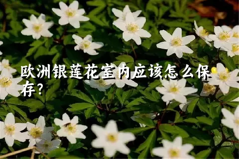 欧洲银莲花室内应该怎么保存？