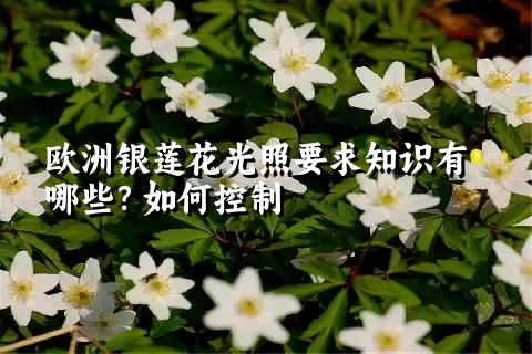 欧洲银莲花光照要求知识有哪些？如何控制