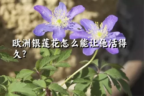 欧洲银莲花怎么能让他活得久？