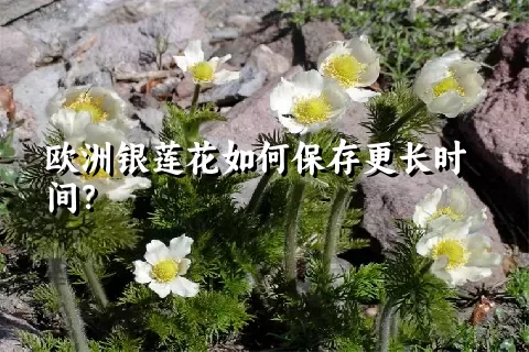 欧洲银莲花如何保存更长时间？