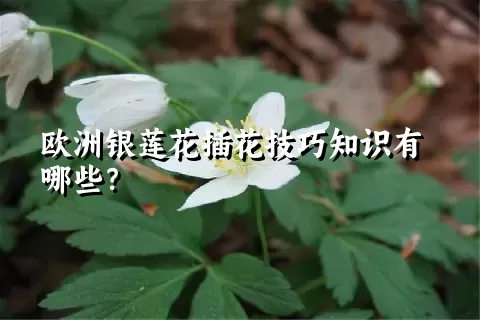 欧洲银莲花插花技巧知识有哪些？