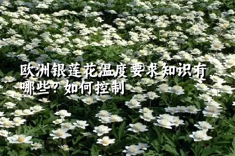 欧洲银莲花温度要求知识有哪些？如何控制