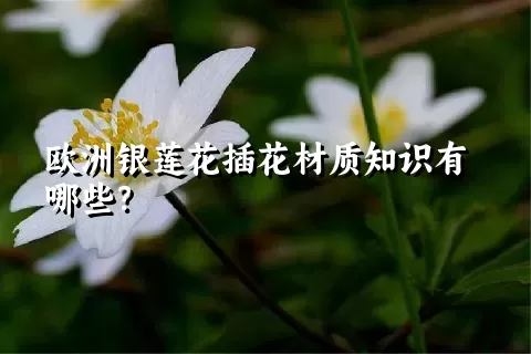 欧洲银莲花插花材质知识有哪些？