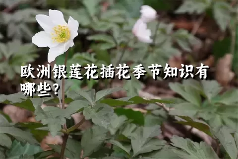 欧洲银莲花插花季节知识有哪些？