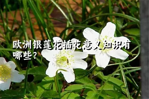 欧洲银莲花插花意义知识有哪些？