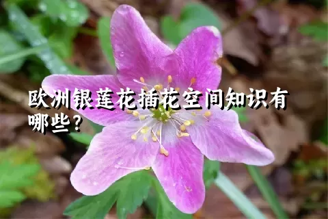 欧洲银莲花插花空间知识有哪些？