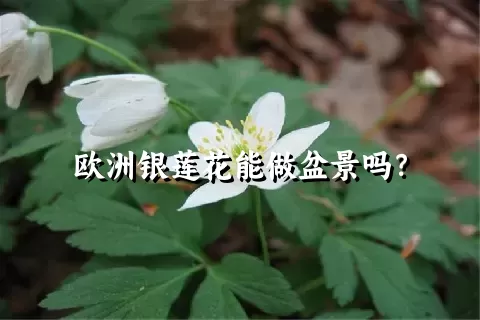 欧洲银莲花能做盆景吗？