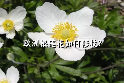 欧洲银莲花如何修枝？