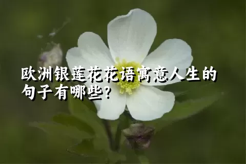 欧洲银莲花花语寓意人生的句子有哪些？