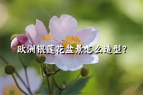 欧洲银莲花盆景怎么造型？