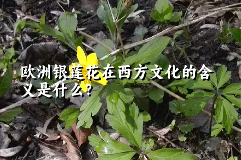 欧洲银莲花在西方文化的含义是什么？