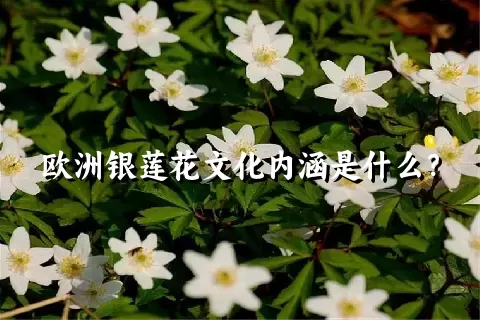 欧洲银莲花文化内涵是什么？