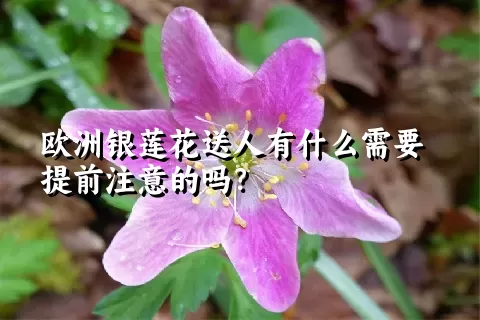 欧洲银莲花送人有什么需要提前注意的吗？