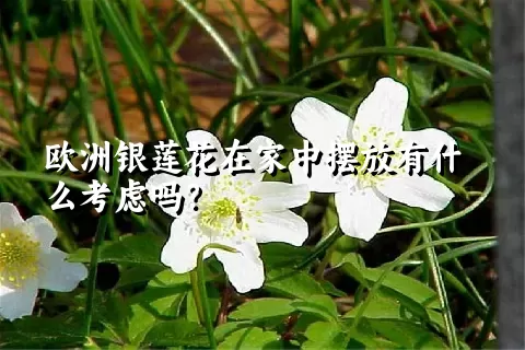 欧洲银莲花在家中摆放有什么考虑吗？