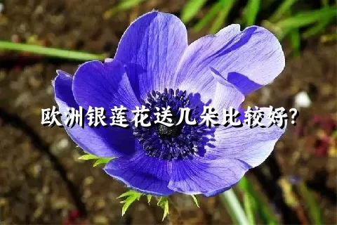 欧洲银莲花送几朵比较好？