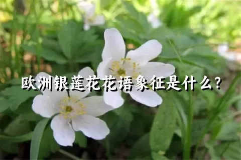 欧洲银莲花花语象征是什么？