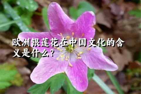 欧洲银莲花在中国文化的含义是什么？