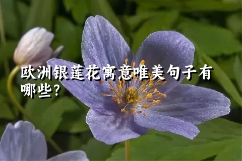 欧洲银莲花寓意唯美句子有哪些？