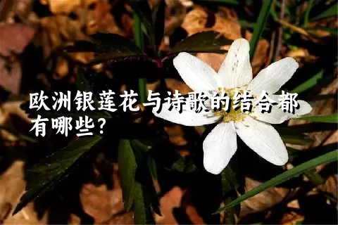 欧洲银莲花与诗歌的结合都有哪些？