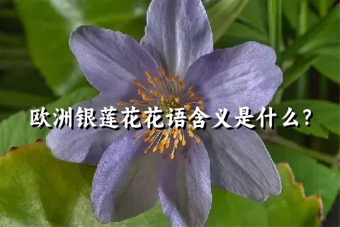 欧洲银莲花花语含义是什么？