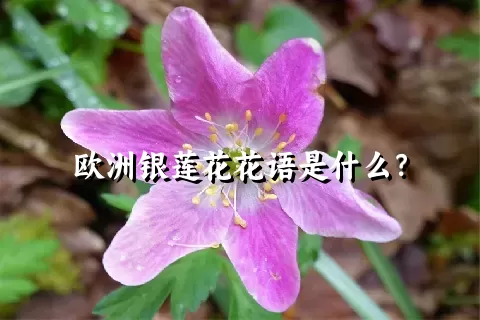 欧洲银莲花花语是什么？