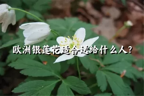 欧洲银莲花适合送给什么人？