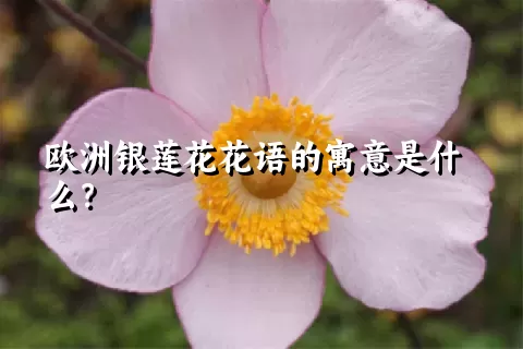 欧洲银莲花花语的寓意是什么？