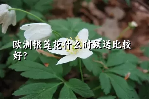 欧洲银莲花什么时候送比较好？