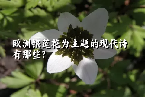 欧洲银莲花为主题的现代诗有那些？