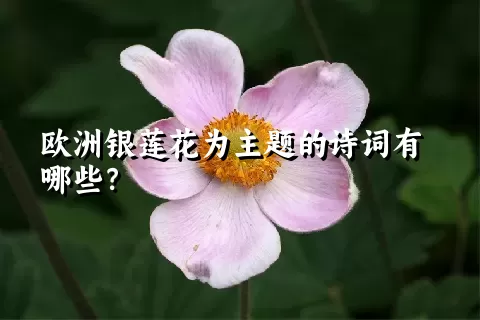 欧洲银莲花为主题的诗词有哪些？