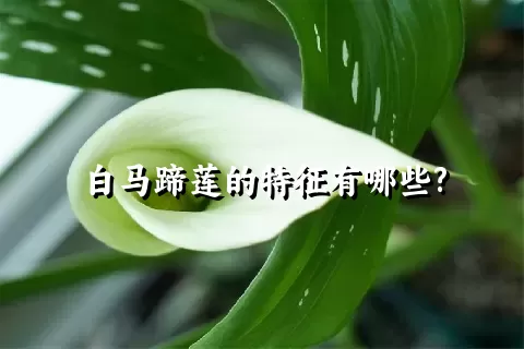 白马蹄莲的特征有哪些?