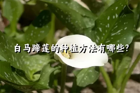 白马蹄莲的种植方法有哪些?