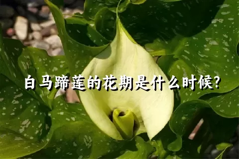 白马蹄莲的花期是什么时候?