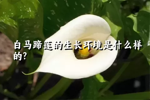 白马蹄莲的生长环境是什么样的?