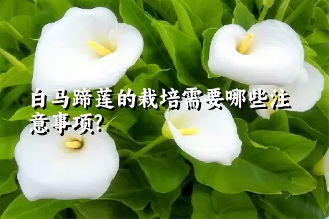 白马蹄莲的栽培需要哪些注意事项?