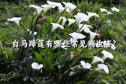 白马蹄莲有哪些常见病虫害?