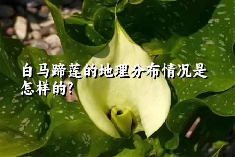 白马蹄莲的地理分布情况是怎样的?