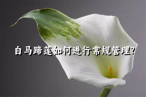 白马蹄莲如何进行常规管理?